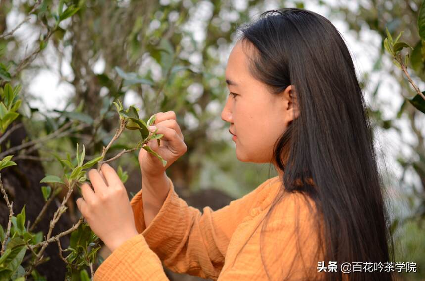 普洱茶有那么多山头，哪座山头的春茶口感更好？