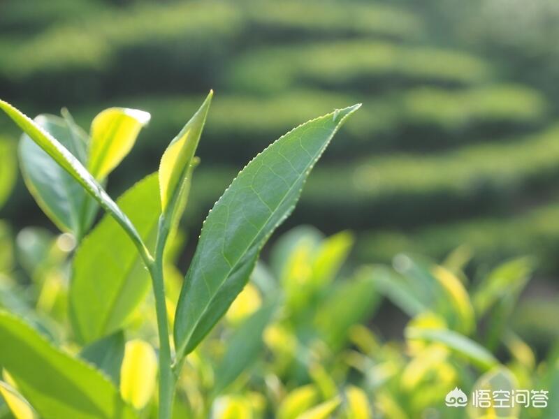 武夷岩茶怎么品饮，它都有什么品种，各自什么特点，终于不迷茫了