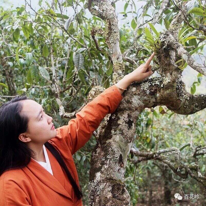 2018百花吟茶山行第八期丨隐居世外桃源的无冕之王—布朗山