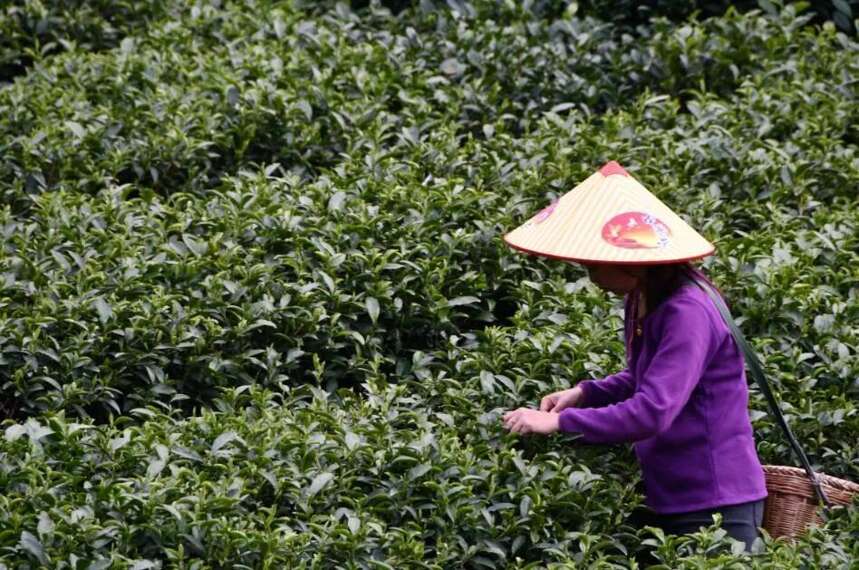 热点 | 遂川“重拳出击”为狗牯脑茶品牌保驾护航