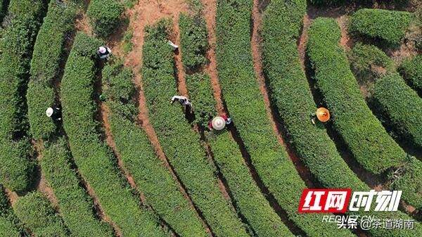 衡山：“明前茶”香满山 茶农茶事忙