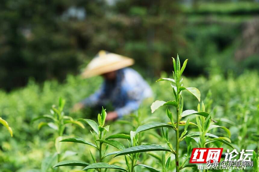 明前茶香春亦浓，保靖的春天都在茶里