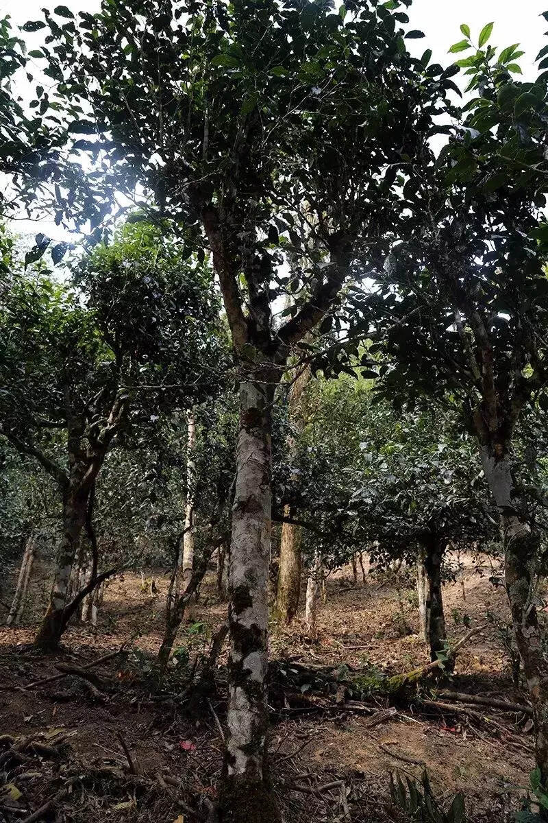 一篇文章让你读懂「古六大茶山」和「新六大茶山」的划分！