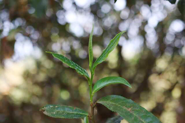 普洱茶11个山头的口感滋味，你都喝过哪些？