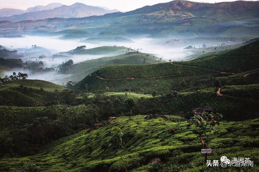 碣滩茶——复兴，重现鼎盛岁月中的甘醇