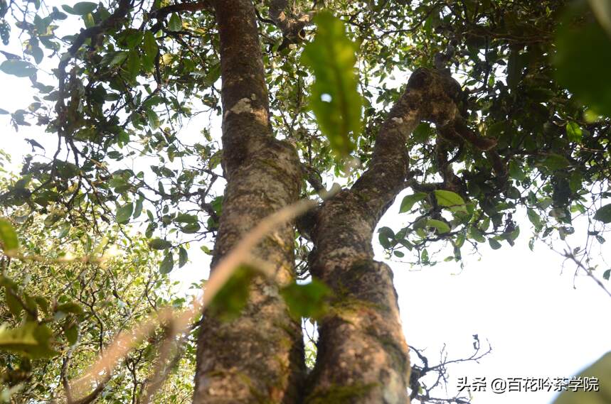 《邦崴》古树春茶—穿越千年而来的醇香