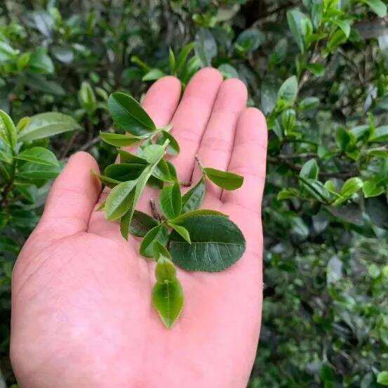 10怎么分辨大叶种茶与小叶种茶？