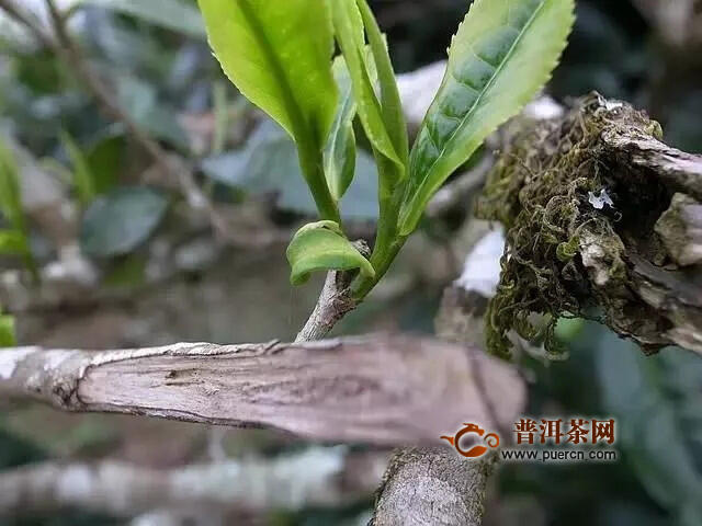 你知道普洱茶中的“马蹄脚”是什么东西吗？