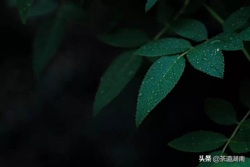 白露，露从今夜白，月是故乡明