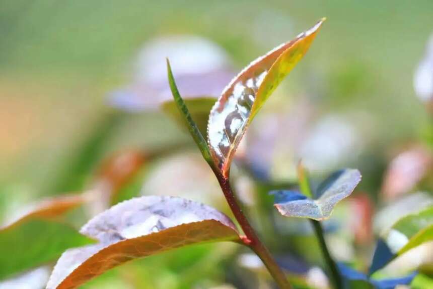 以润茶识 | 有红叶、红梗就是不好的普洱茶吗？