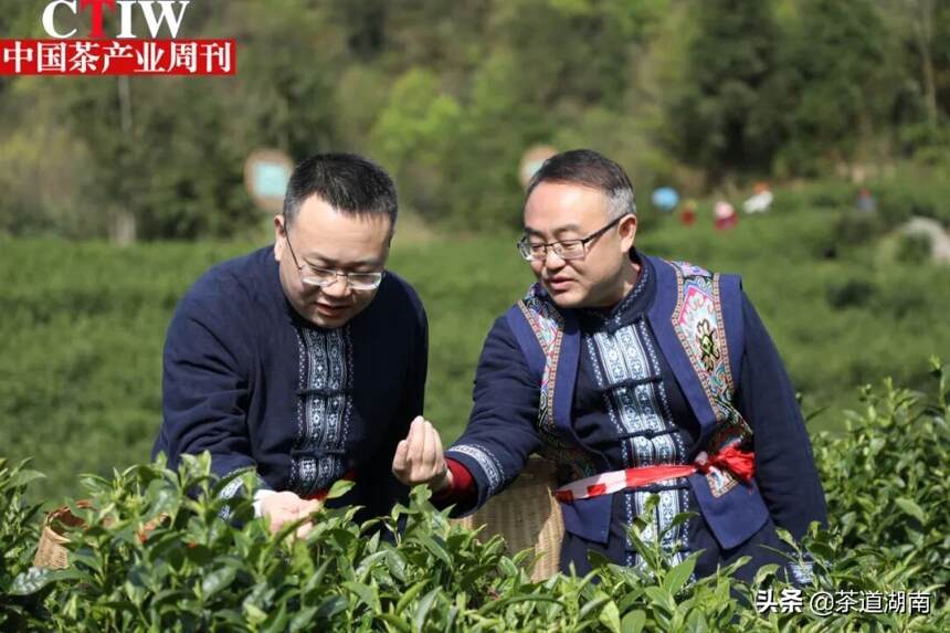 「湖南」桑植白茶开园采摘啦