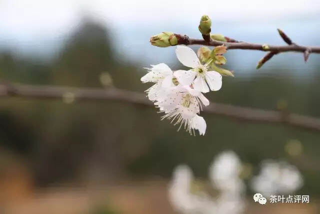 你不知道的建阳白茶