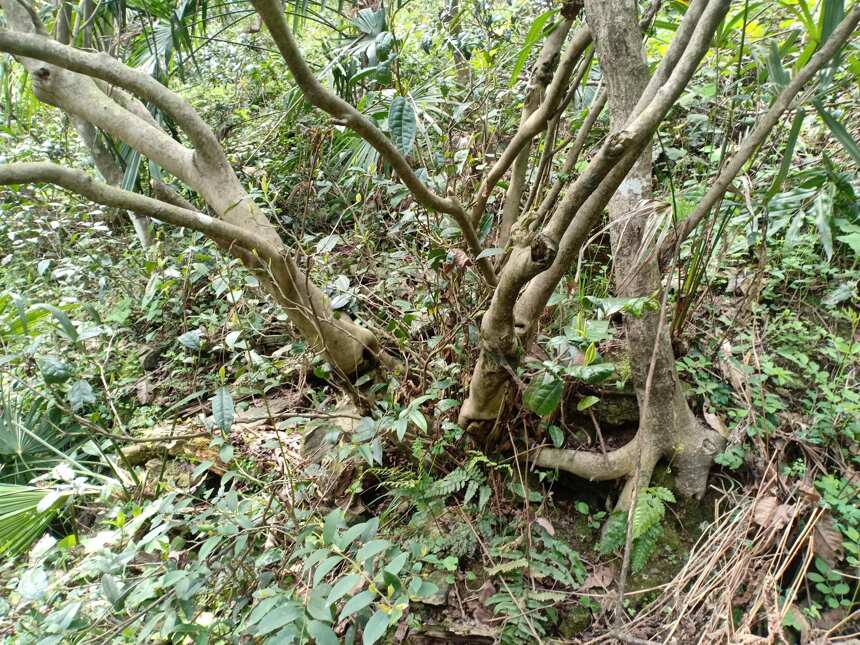 大熊山太湾里，发现100年人工栽培的乔木古茶树