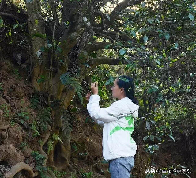 鸣凤山｜永德片区典型大叶种，种茶史可追溯唐宋