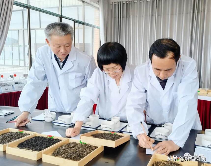 益阳十大名优红绿茶评选审评会在湖南城市学院举行