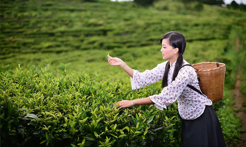 春茶上市，你喜欢喝春茶还是喝秋茶？