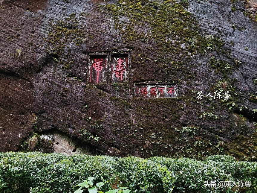 难得的晴天转山看看“天价茶”的生长环境