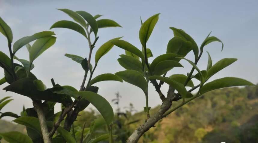 普洱茶山100讲丨第二讲版纳茶区：详解古韵易武，七村八寨