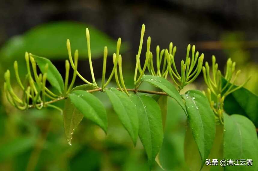 民间中药：金银花，又称忍冬。清热解毒之花