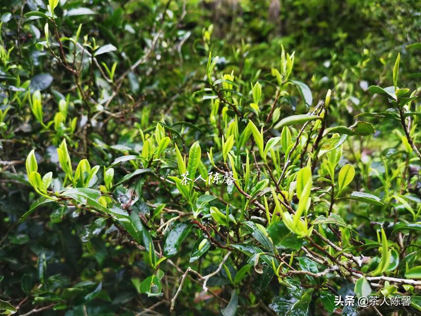 难得的晴天转山看看“天价茶”的生长环境