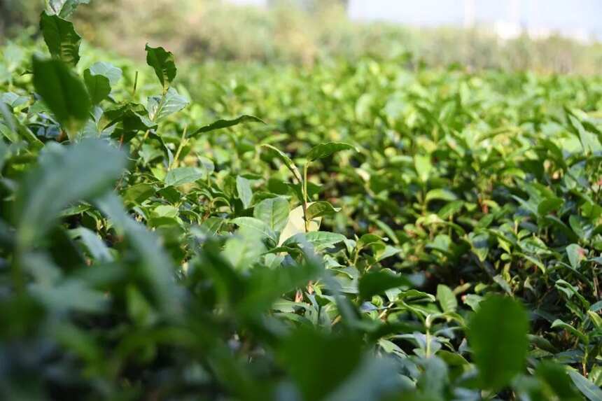 带你寻遍江西好茶 | 「赣茶 · 年终回顾 · 寻茶记」