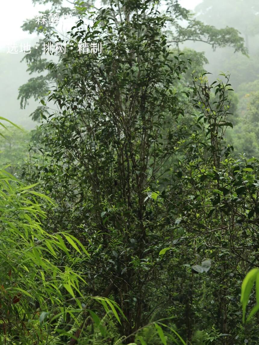 古六大茶山之蛮砖茶山