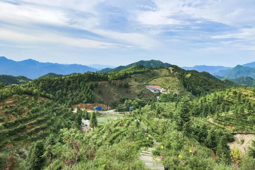 赣茶·寻茶记 | 天赋兴国山水美 地蕴“宋瑞”好茶香「第80站」