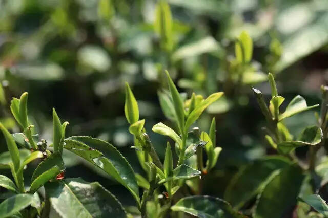 高山茶的“绯闻”之高山茶为什么好喝？