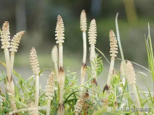 节气 | 雨水至，润物细无声