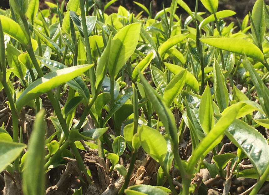 你必须知道的普洱茶行业术语100条，建议收藏