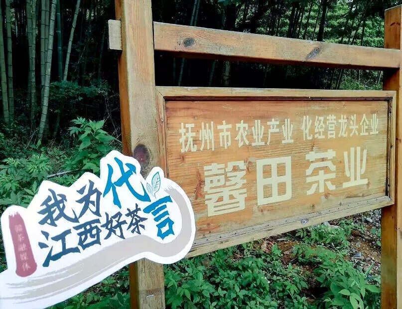 赣茶·寻茶记 | 立足青山绿水 做一杯生态好茶