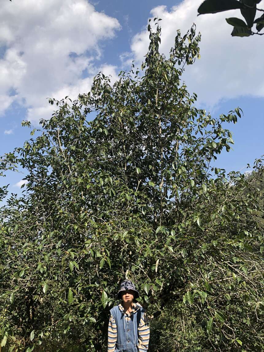 被雪藏深山的古茶园—酸枣树。新老茶友喝了都赞不绝口