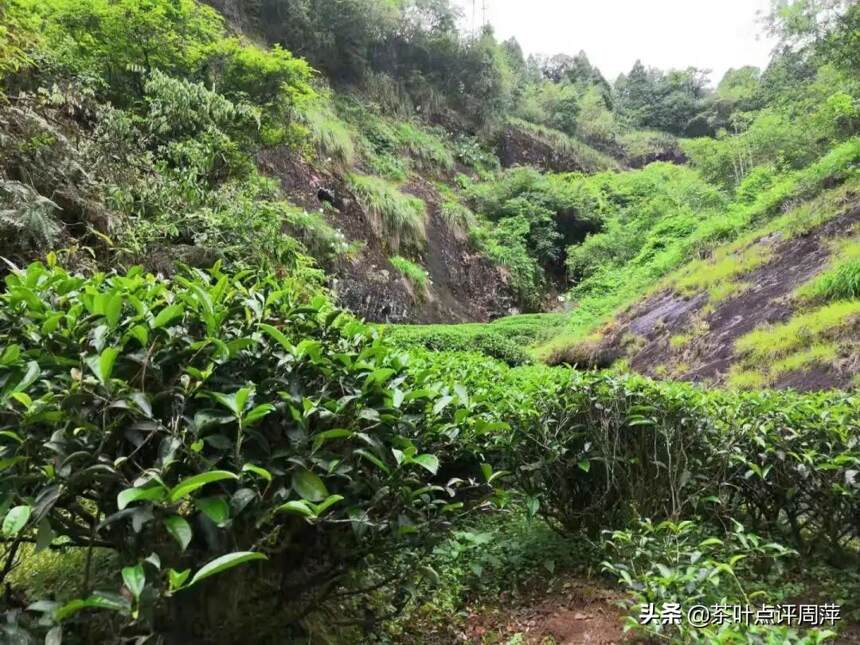 金奖肉桂：花蜜香炸裂，整个人像是溺在了蜜罐中