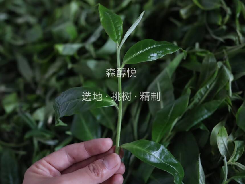 普洱茶“制前发酵”工艺都有哪些？