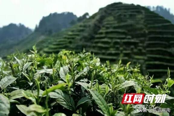 一两黄金一两茶丨保靖黄金茶10万元奖金征集宣传语及包装设计