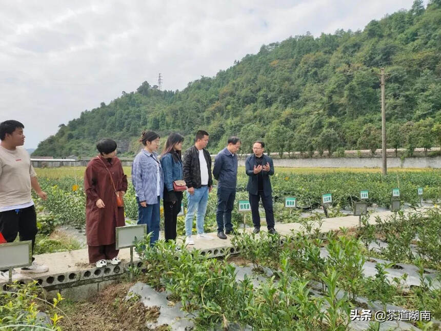 茶人访谈 | 焦海珍：因为热爱茶文化，所以选择大湘西