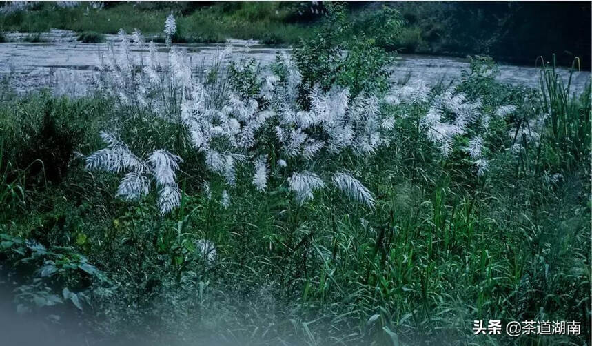 白露，露从今夜白，月是故乡明