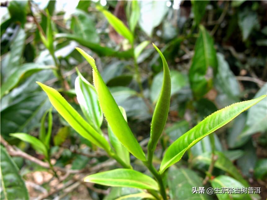 帕沙哪些寨子出产古树茶？古茶山普洱茶口感特点有哪些？