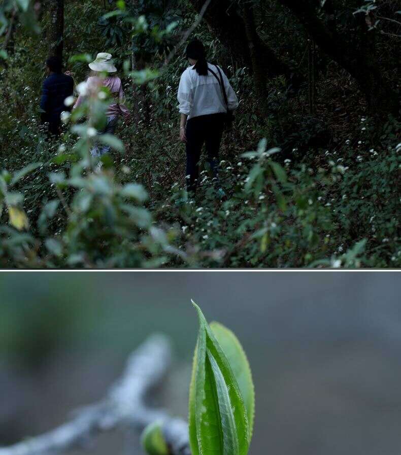 来自临沧的隐士之茶《山野·隐》！普洱生茶界标杆，口感鲜灵通透