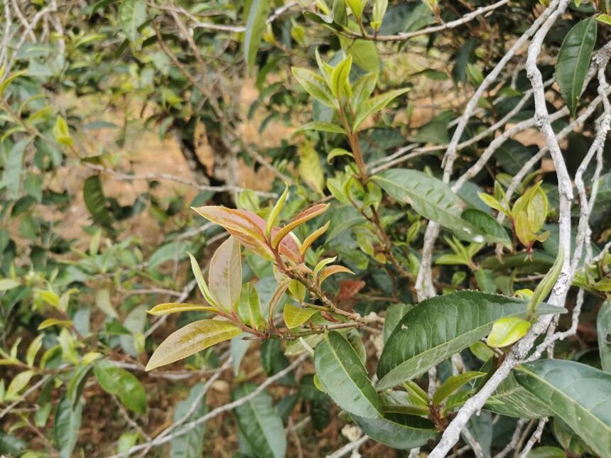 野生紫芽，小众却极其高级的味觉体验