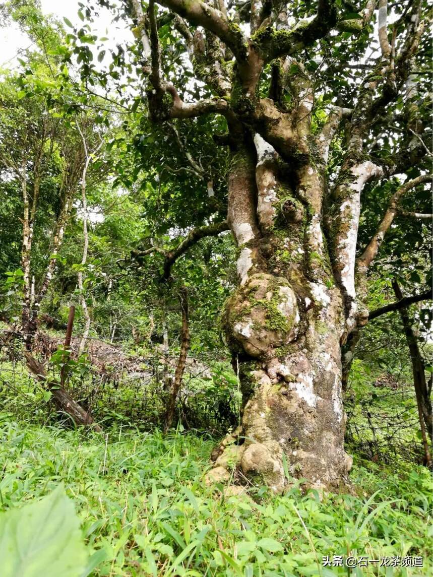 “龙井茶痴”，何其之蠢