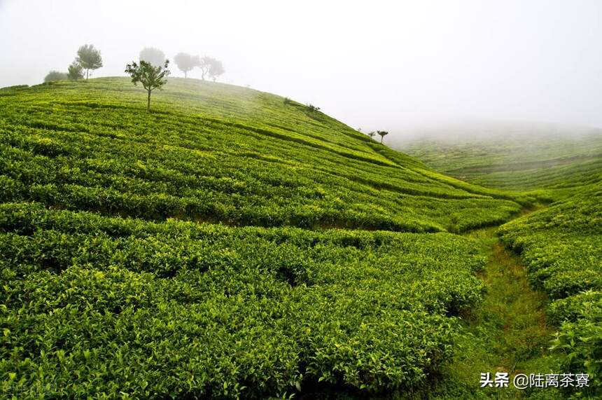 古树茶骗局：树龄越大，品质越好？