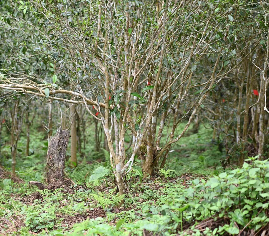 灾年好发财？今年山头古树春茶品质、价格怎么样？