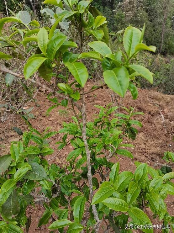 「喝茶说茶」全面读懂普洱茶并不是一件易事，特别是古树普洱茶