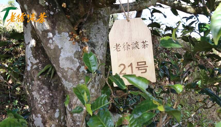 老徐谈茶118：中叶种和藤条茶有何不一样？先看看这8棵树——图文