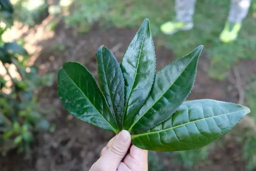 茶树良种永远是茶业美好未来的基础