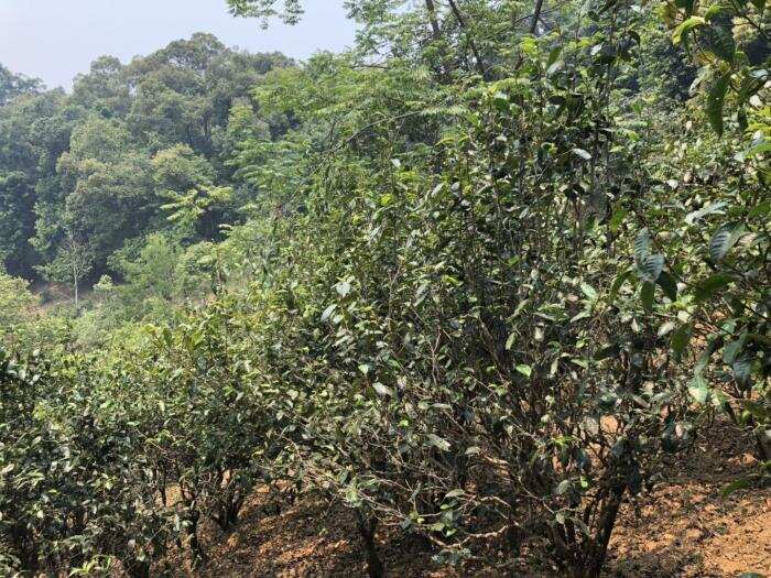 古树茶与小树茶有区别吗？