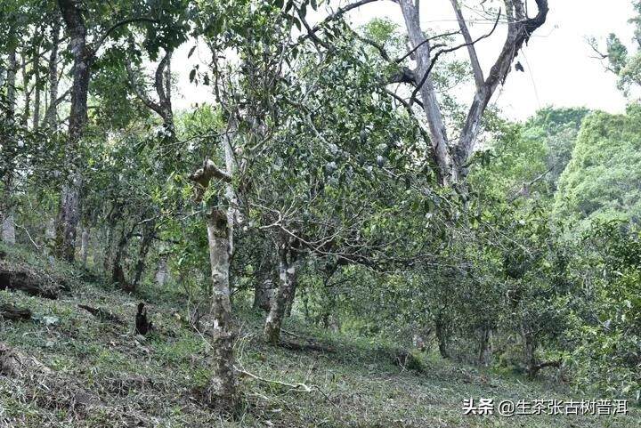 如何判断古树茶？耐泡的普洱茶一定就是古树茶吗？