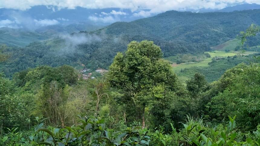 生茶张分析易武茶山现如今出名的山头有哪些？