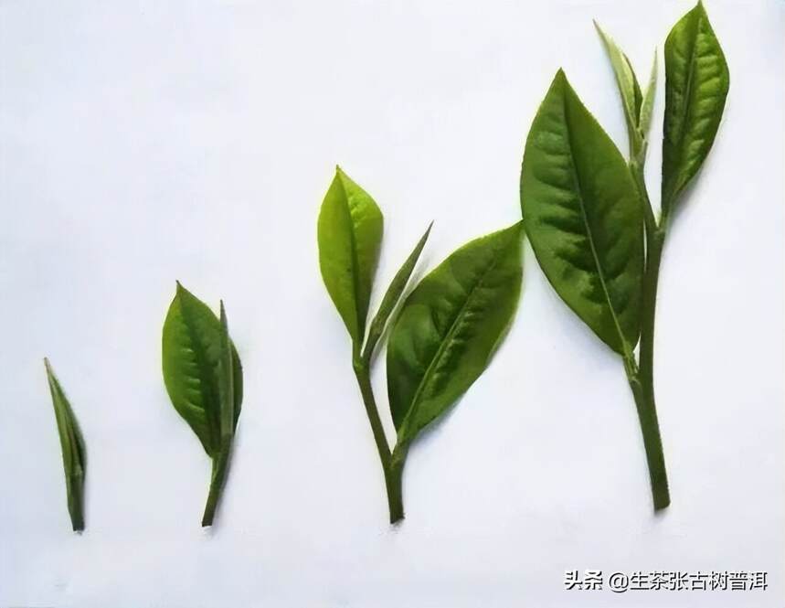 为什么普洱茶有“梗”？是杂质？还是品质不好？